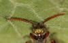 Nomada sp.